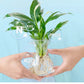 🌷🌲Hydroponisk næringsstofopløsning til plantevækst🌿